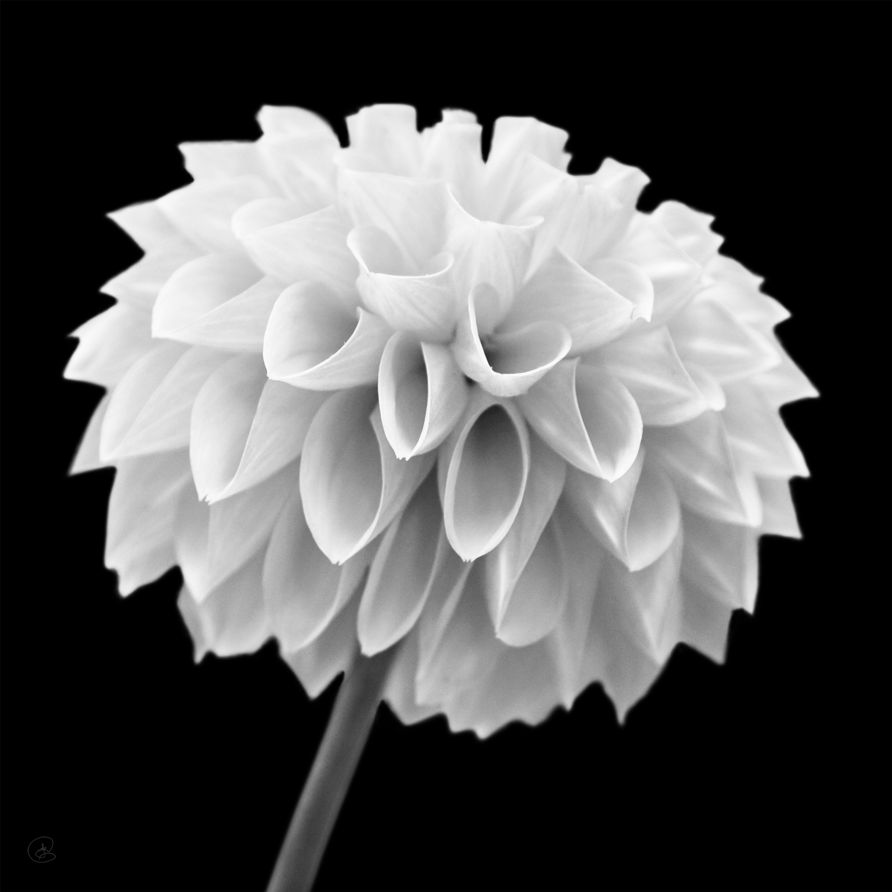 AL02262BW_SQ