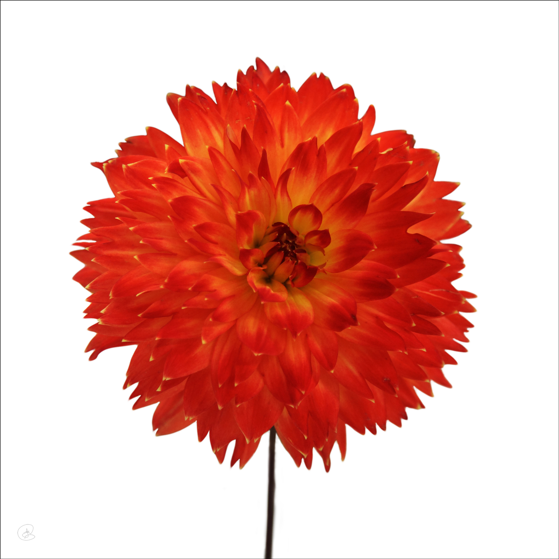 AL02272SQ