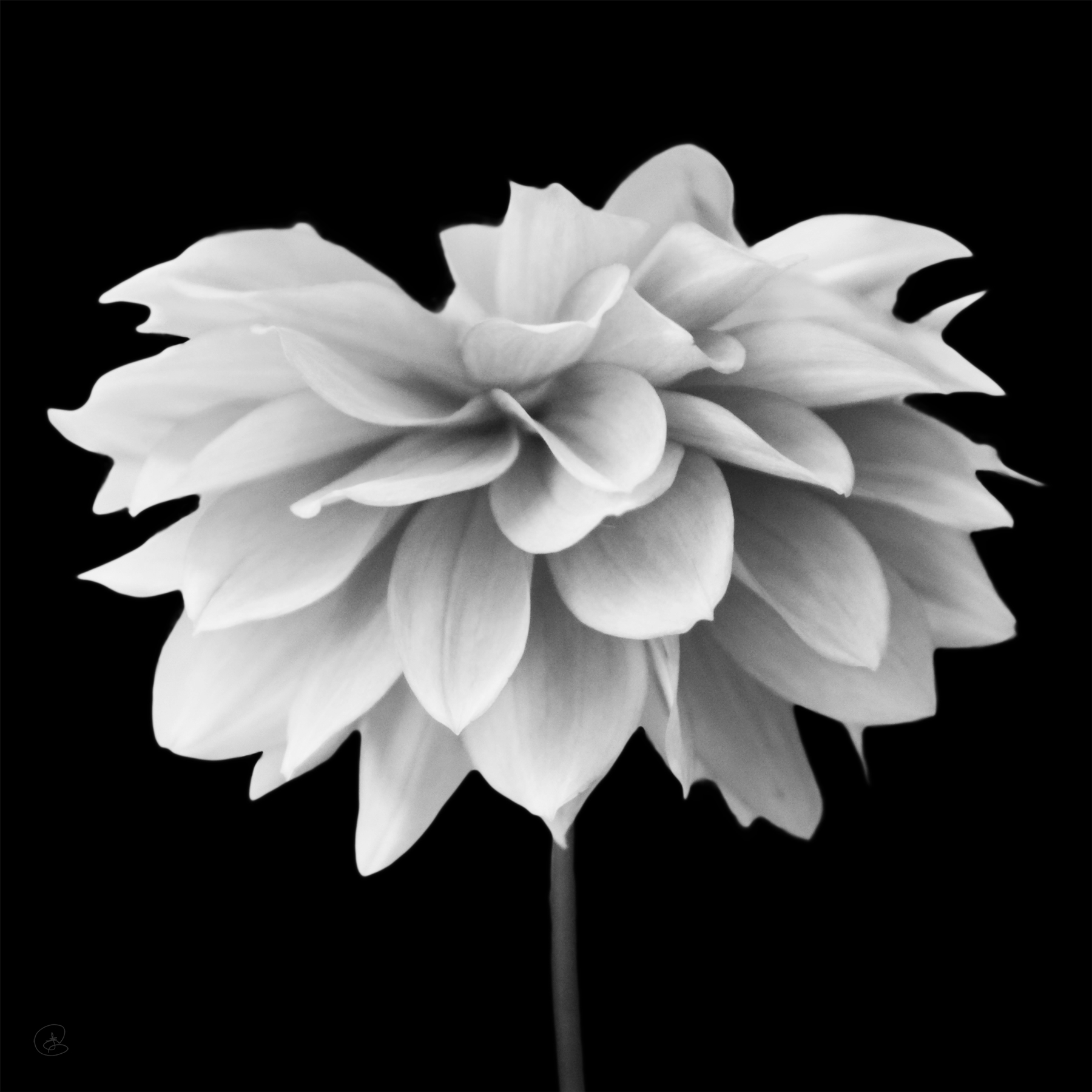 AL02284BW_SQ