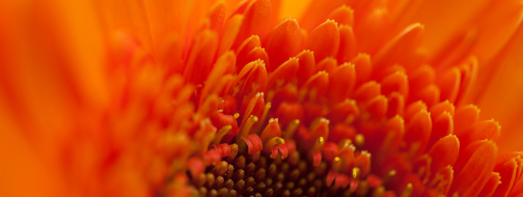AL06062_36x96