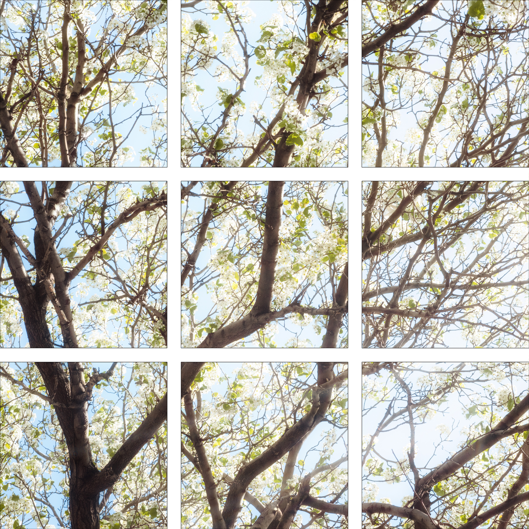 AL10217_SO9