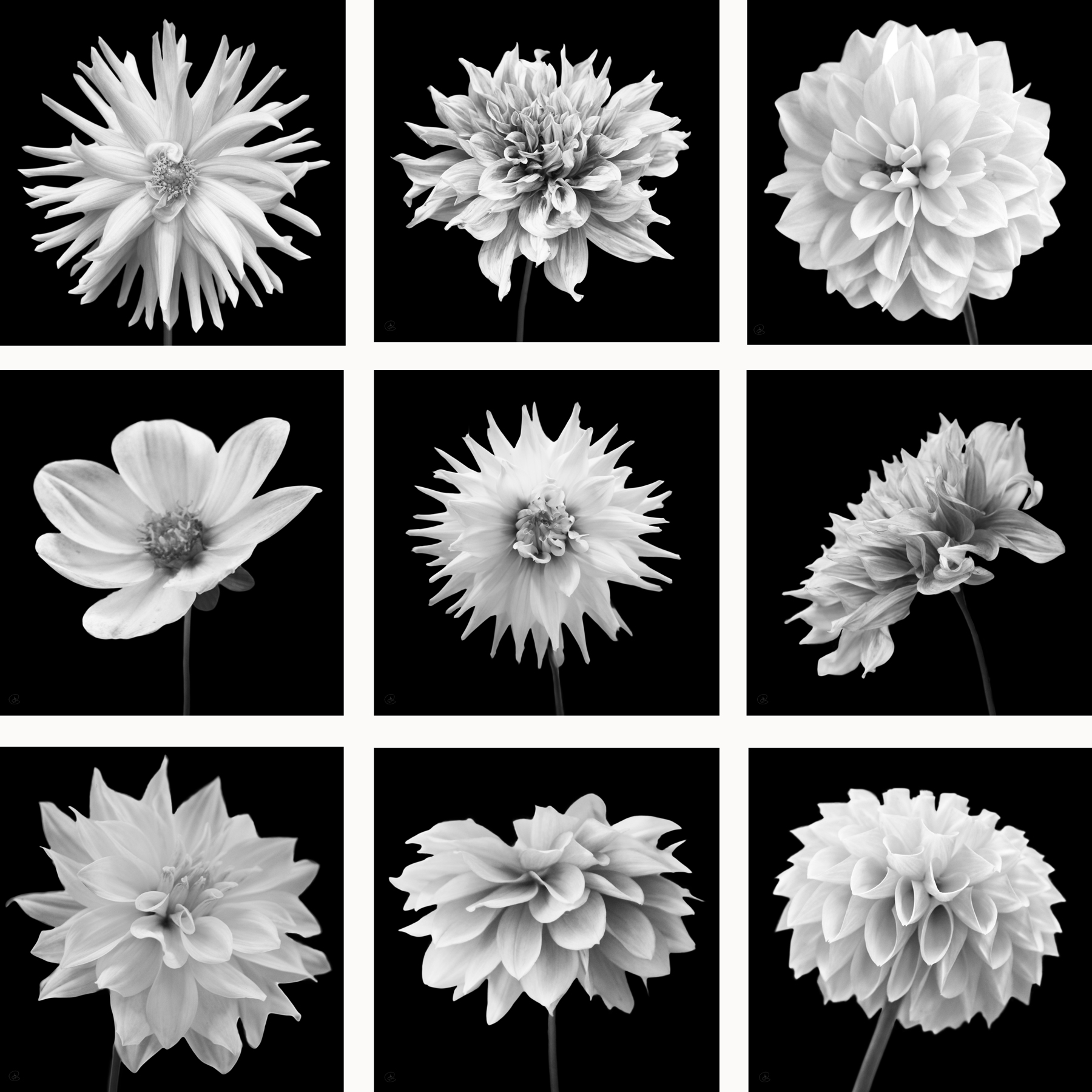 ALS297SQ_9P