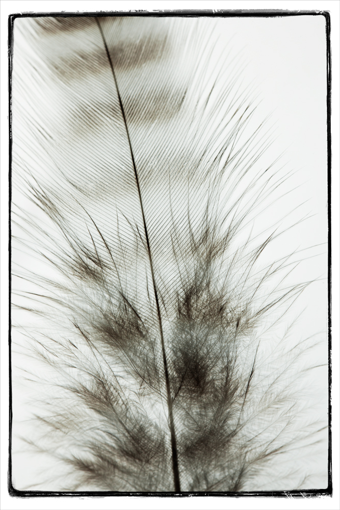AL11161_WB