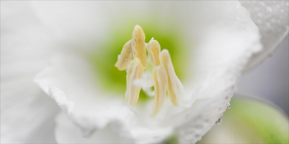 AL08126F