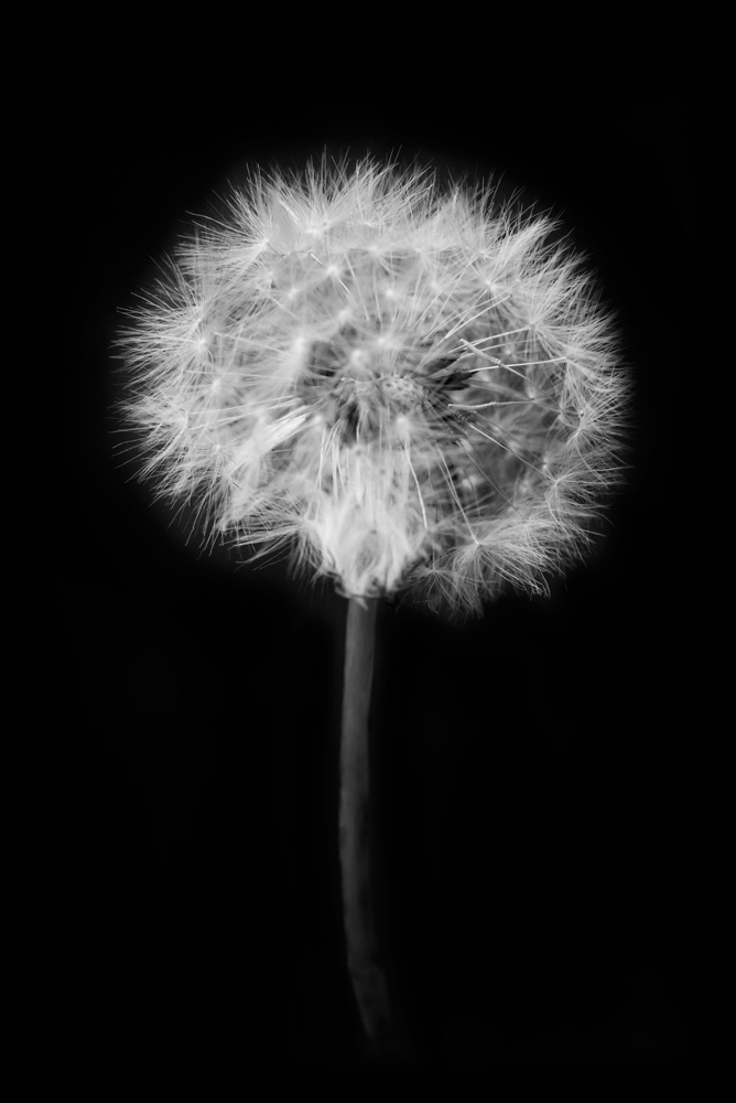 AL10888_BW