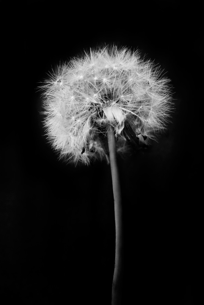 AL10889_BW
