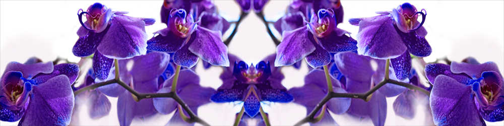 AL05824_EDFLIP_P