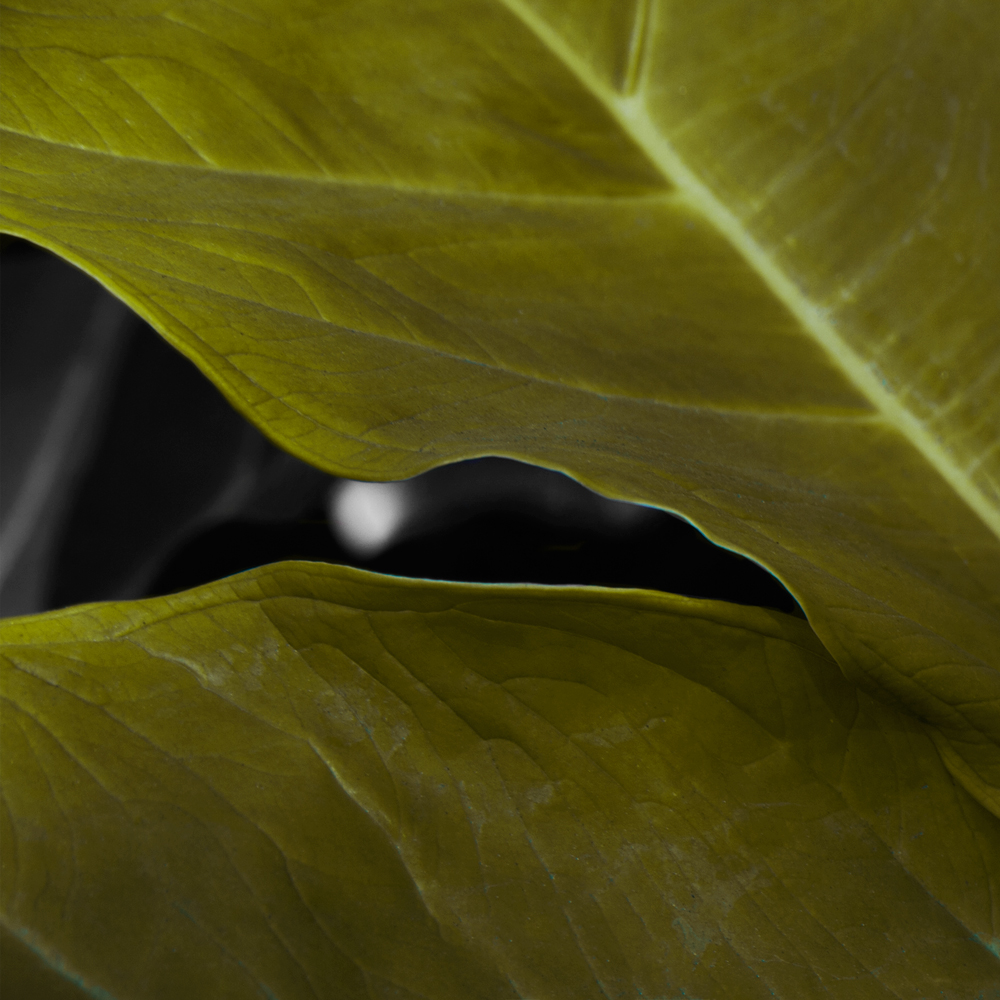 AL06982 more colors