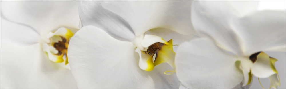 AL08347_1P