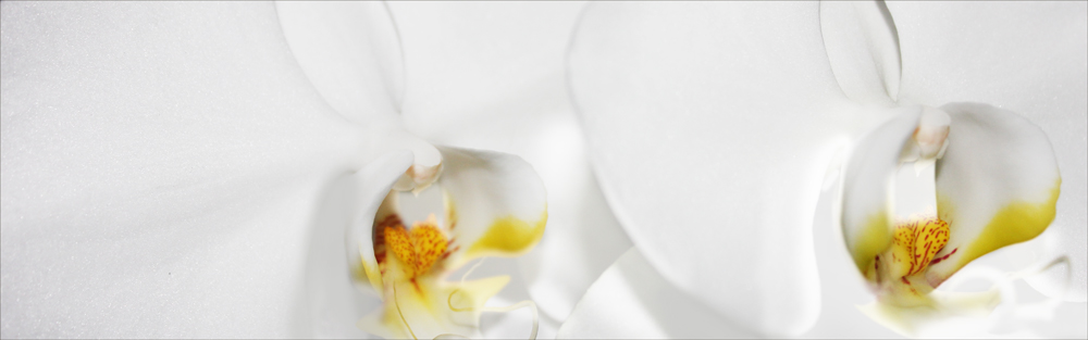 AL08348_1P