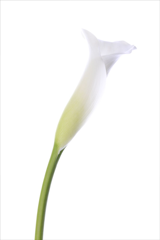 AL12341