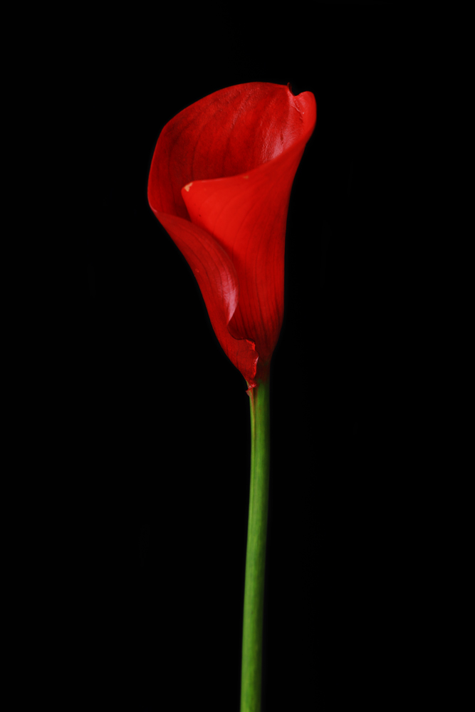 AL12347