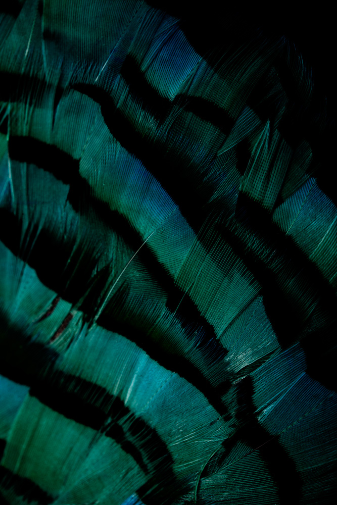 AL12463 more colors