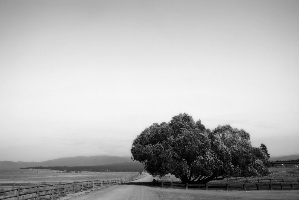 AL12480BW