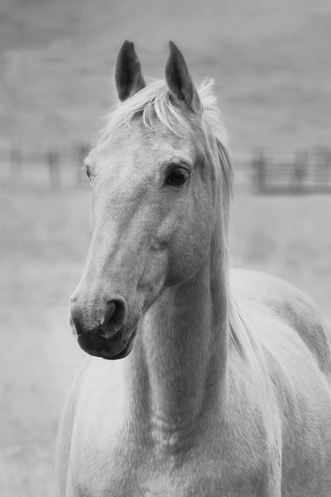 AL13509BW_ED01
