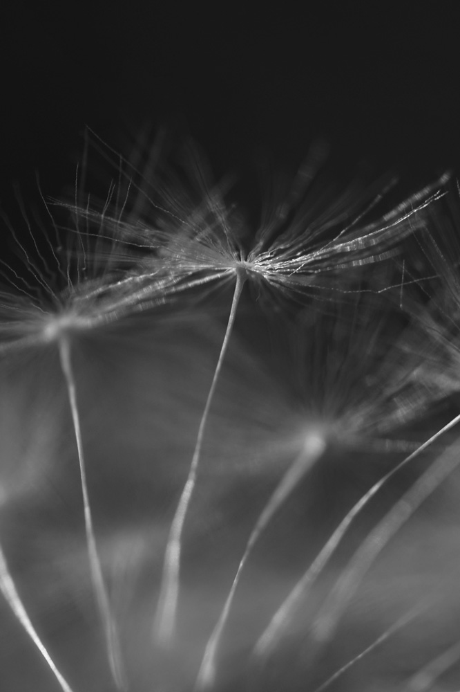 AL13836BW