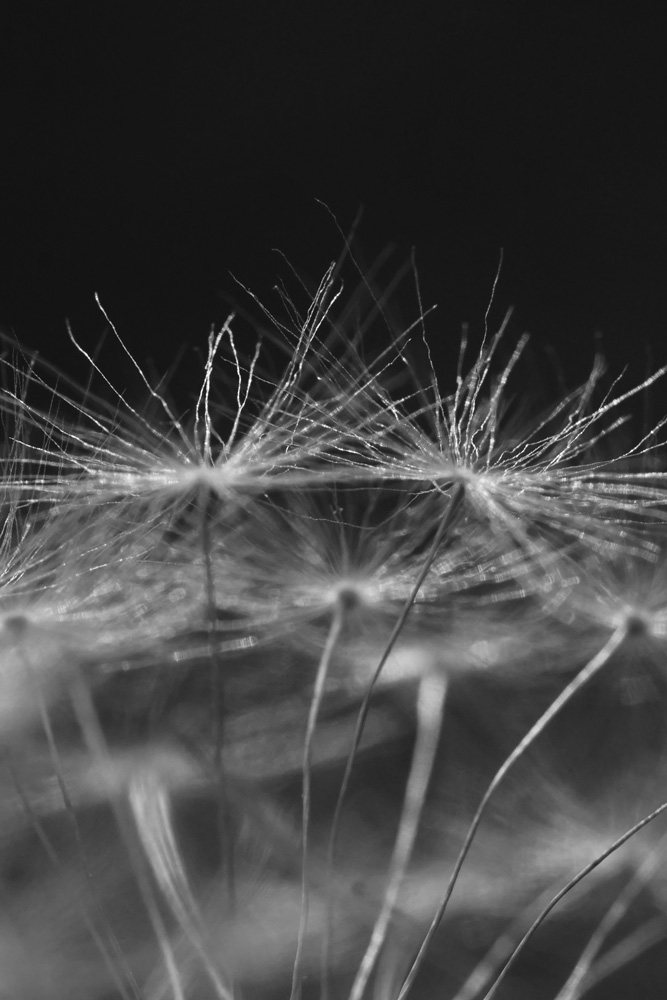 AL13837BW