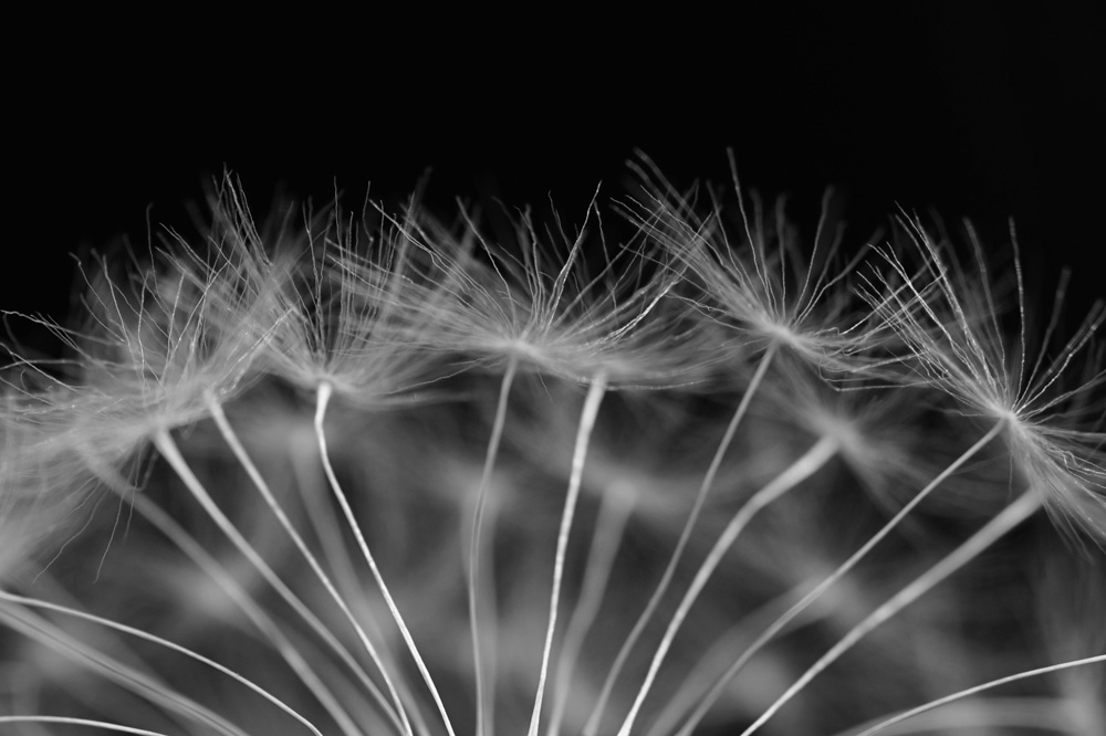 AL13841BW