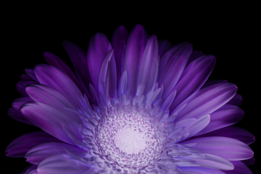 AL12405_1P