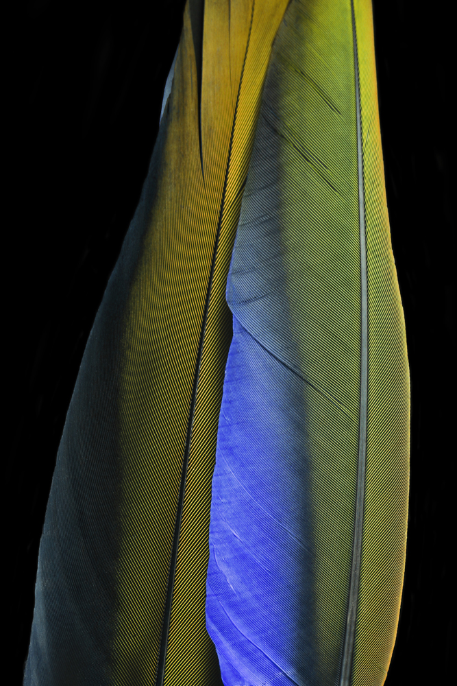 AL14556