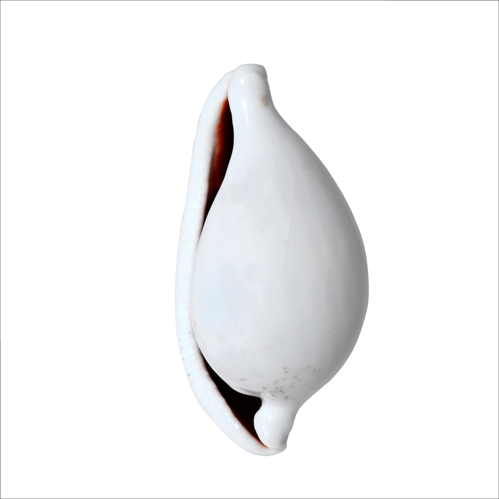 AL01594CSQ