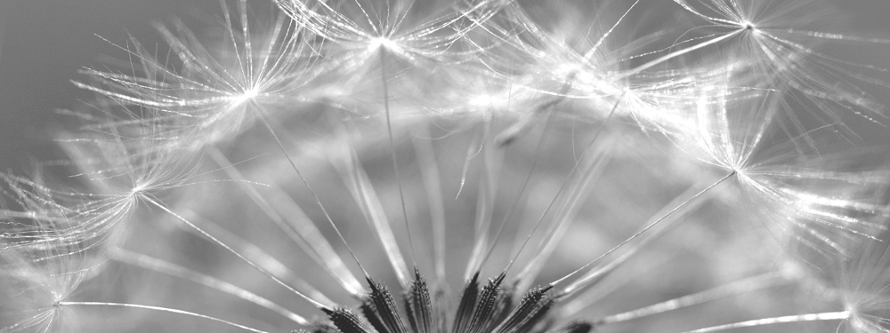 AL10372_1P