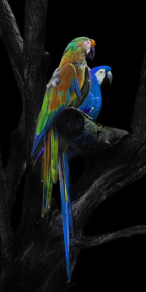 AL14702 more colors