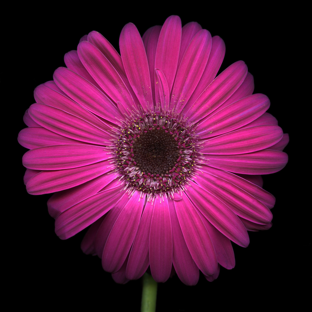 AL13459 more colors
