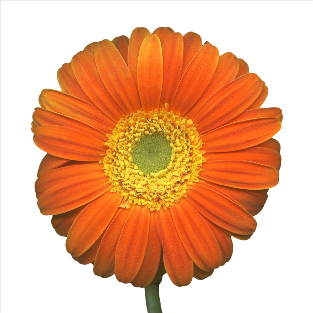 AL13461WBG more colors