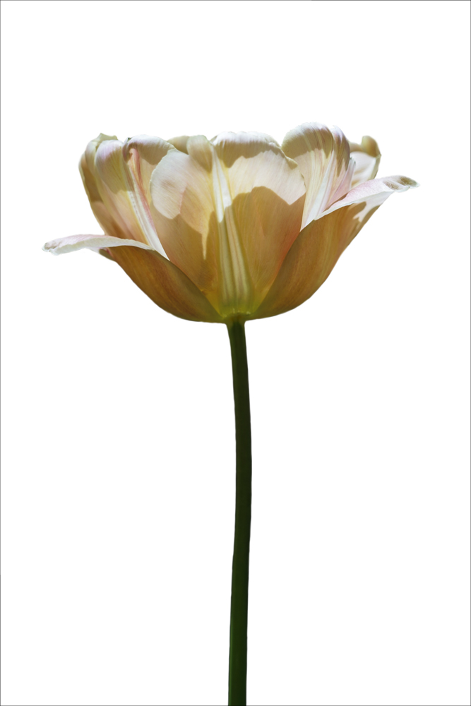 AL13828_WBG more colors