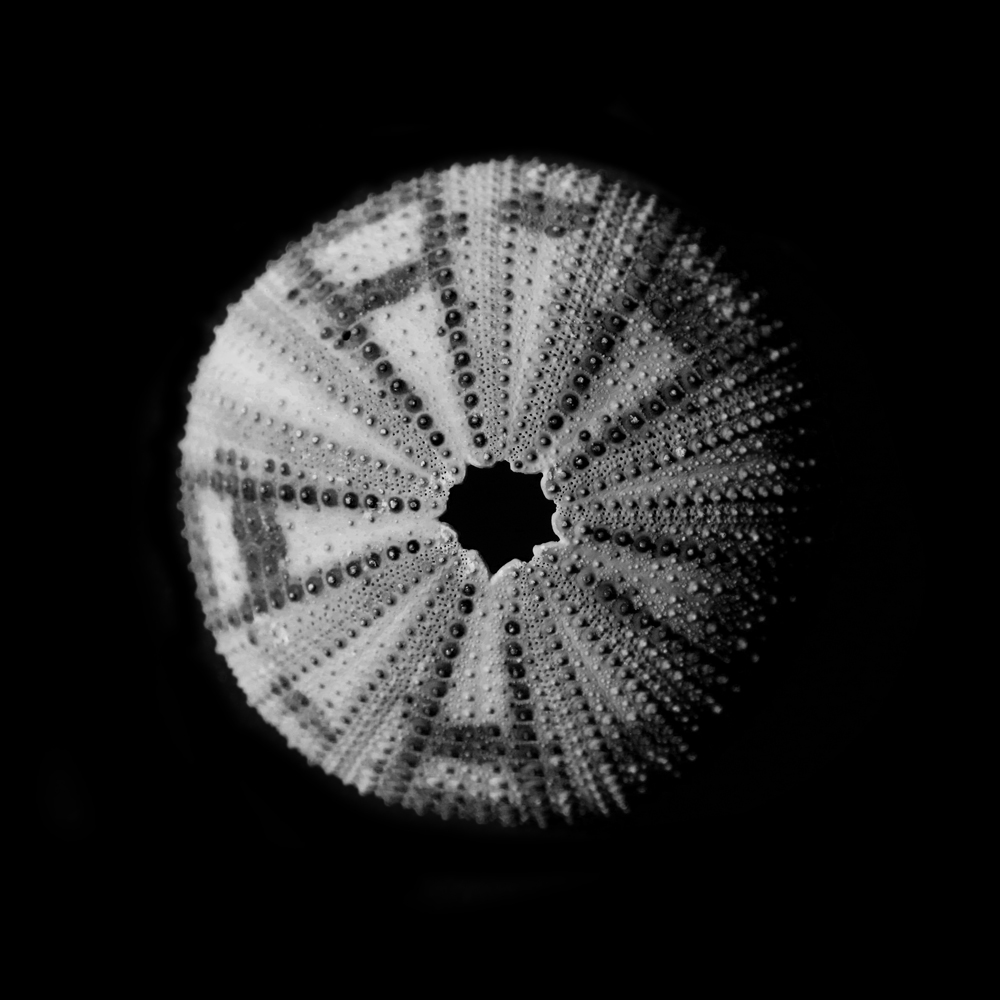 AL15285