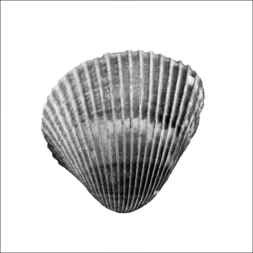AL01585SQ_IV