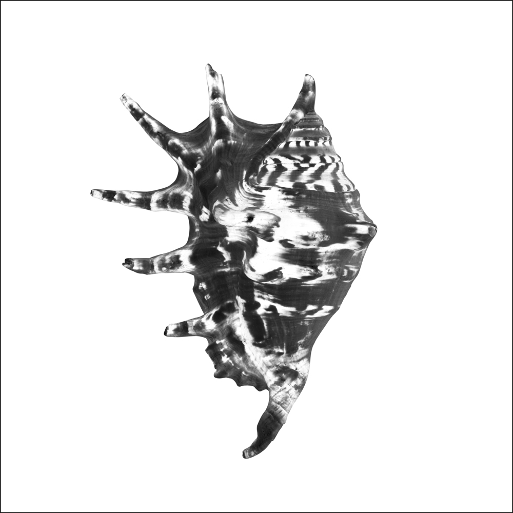 AL01589_IV