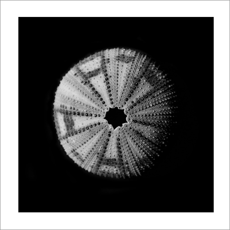 AL15285_WB