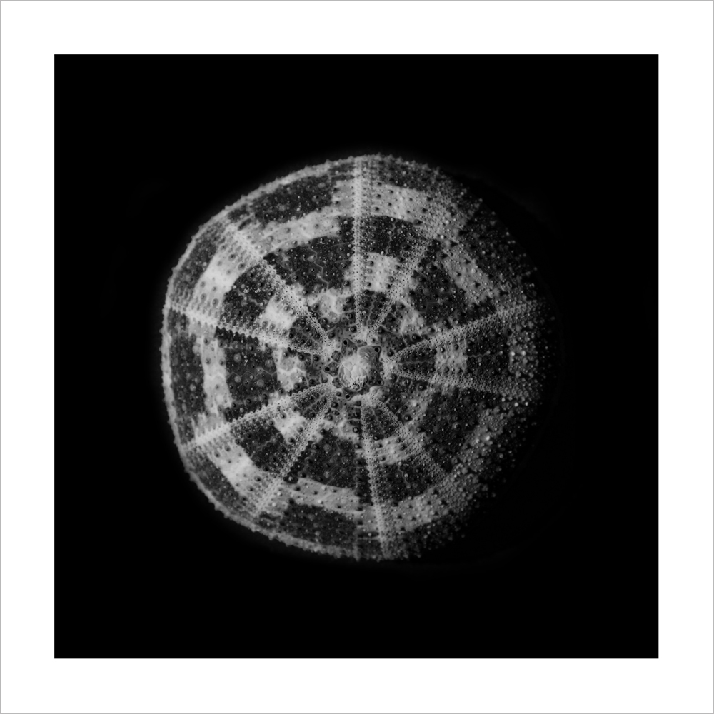 AL15286_WB