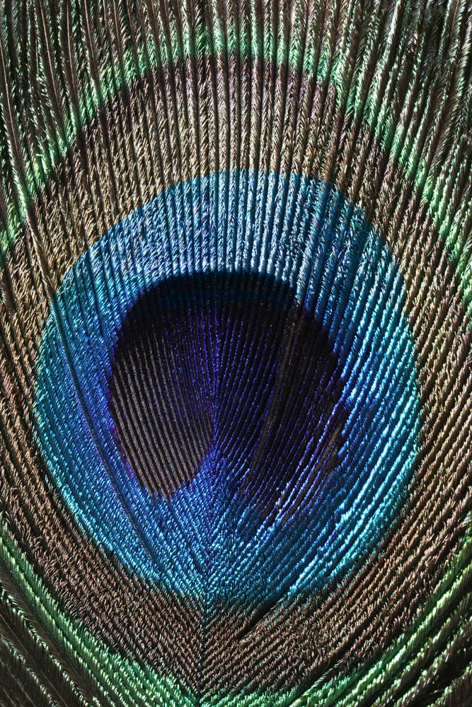 AL15704 more colors