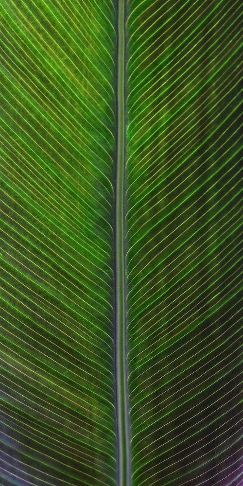 AL16553