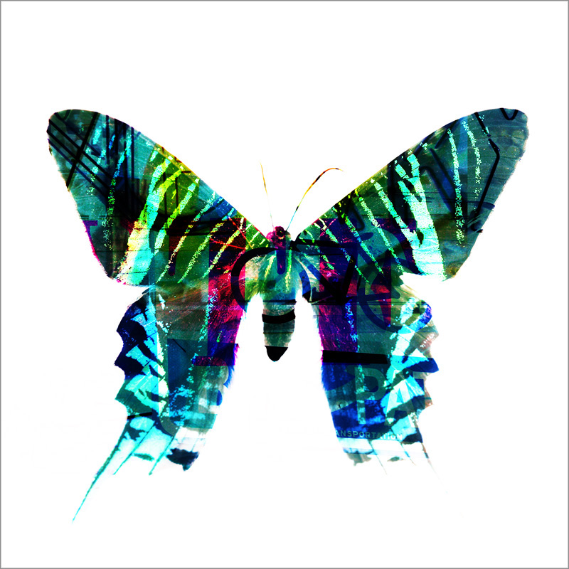 AL16586 more colors