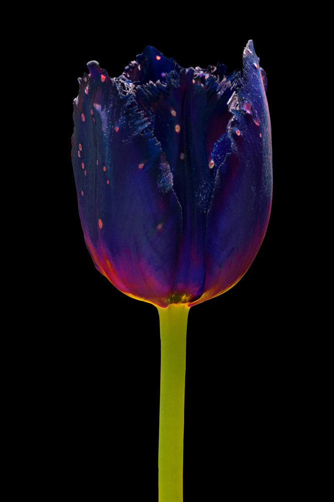 AL16653 more colors