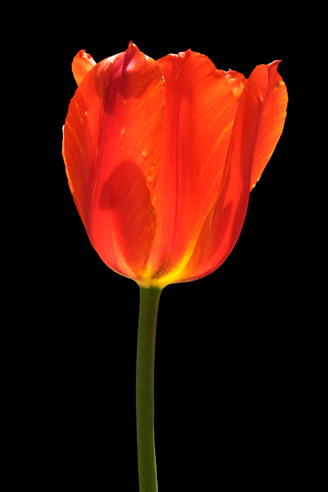AL16655 more colors
