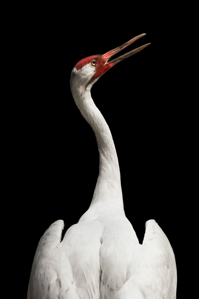 AL16710
