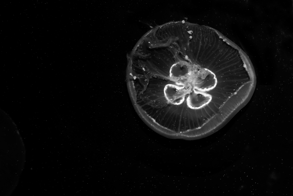 AL03166BW