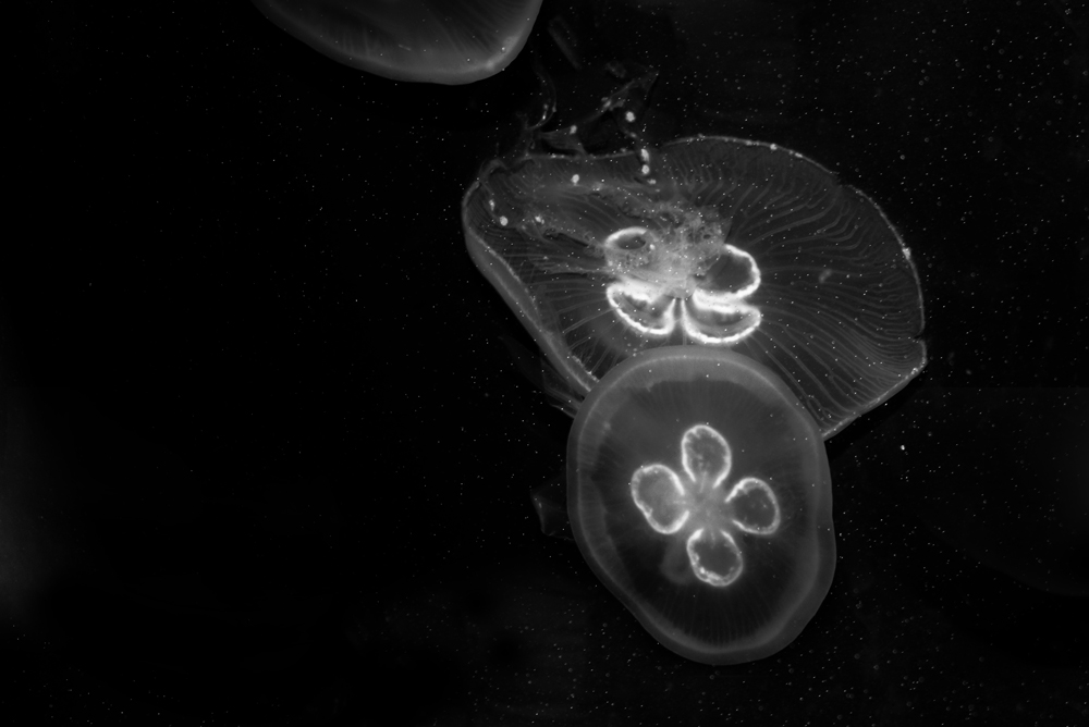 AL03167BW