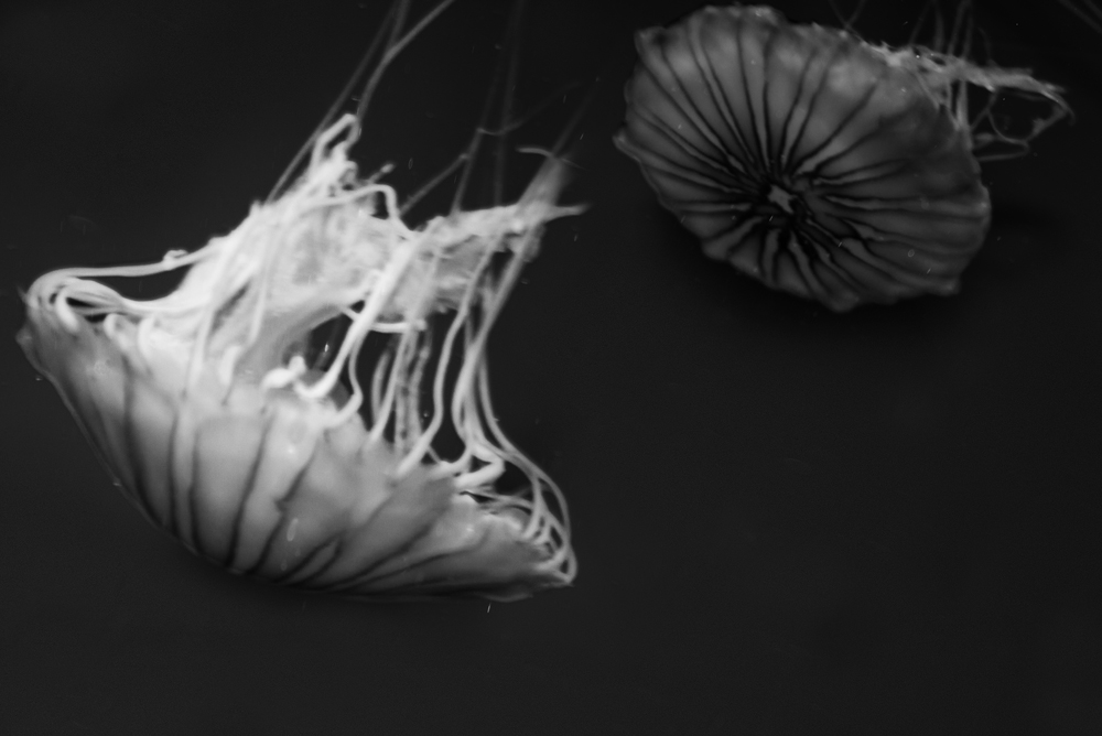 AL03168BW