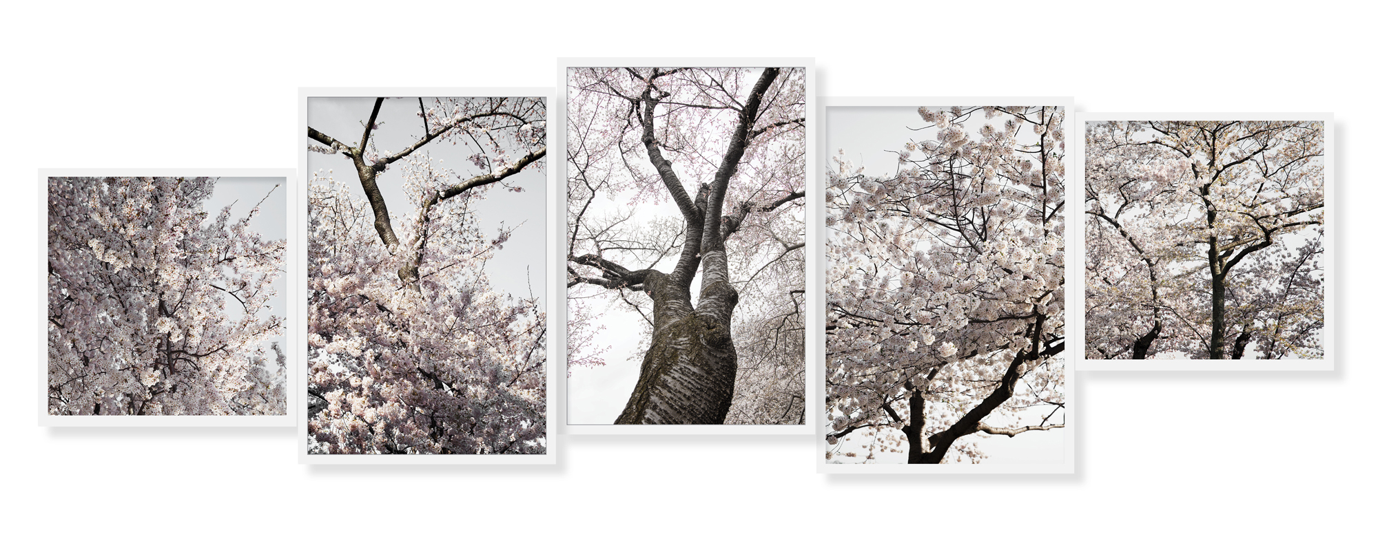 cherry blossom1
