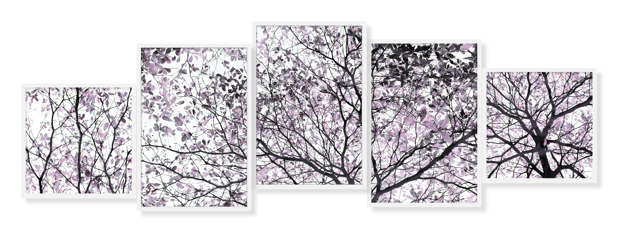 cherry blossom2