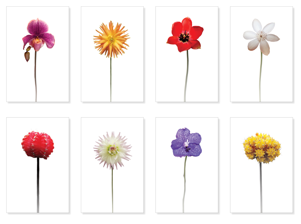 colorful flower1