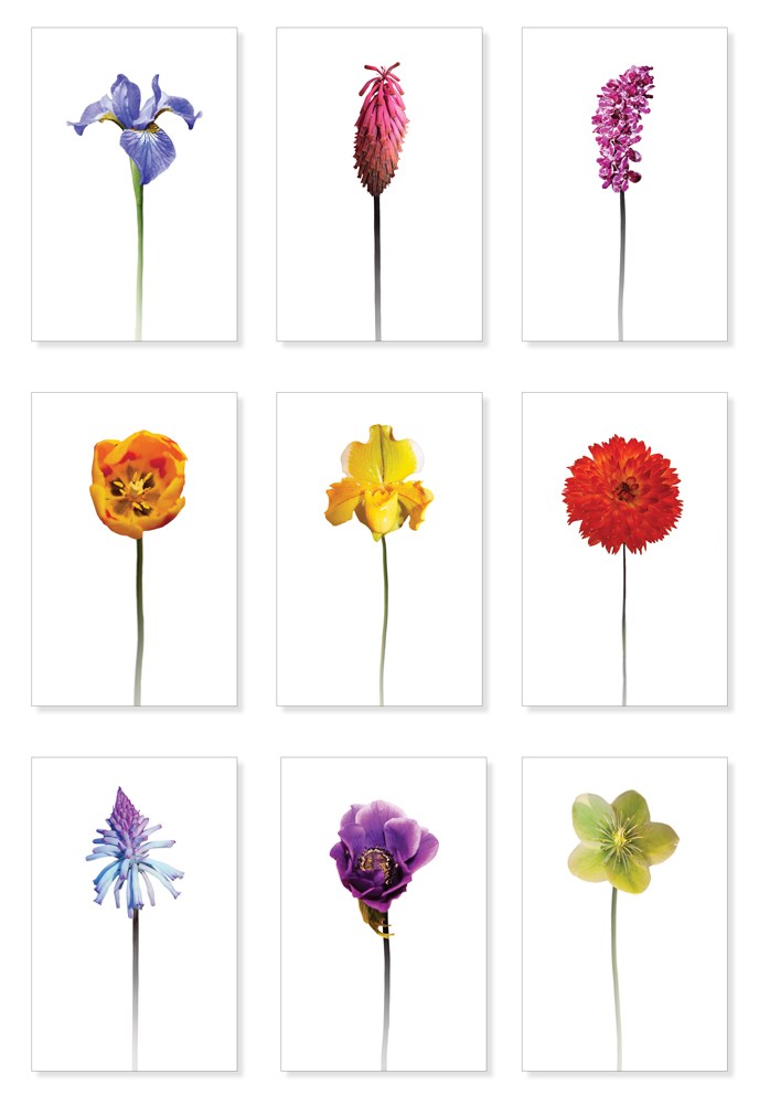 colorful flower2