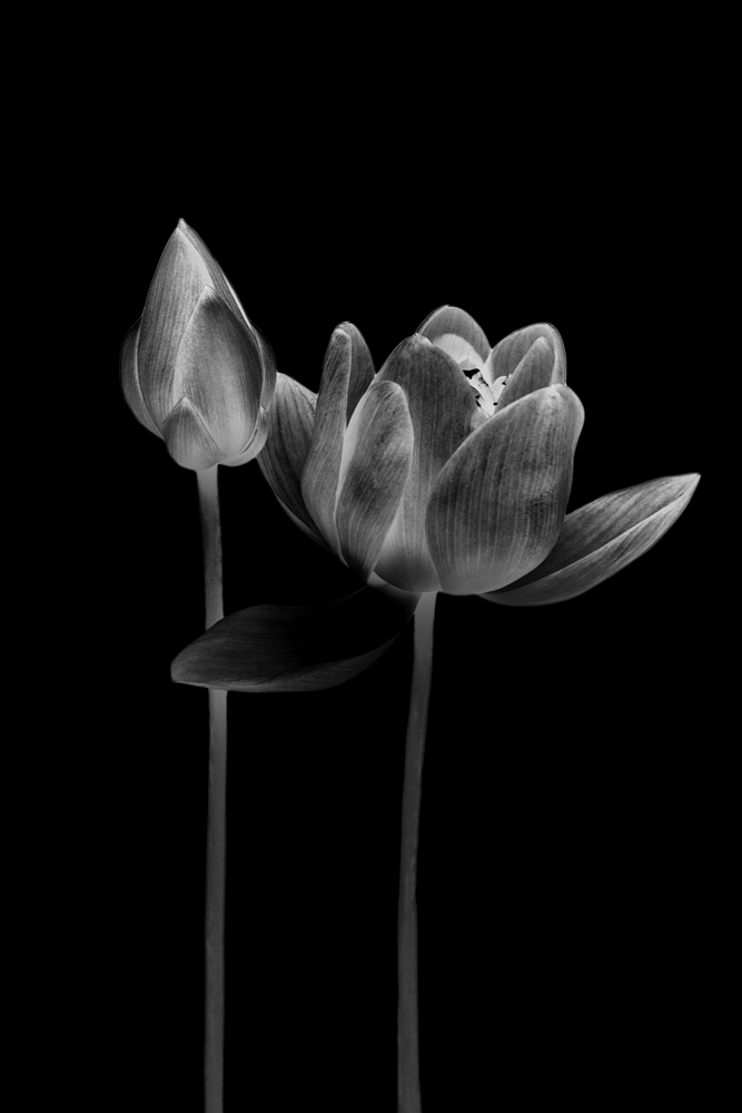 AL05859BW_DK