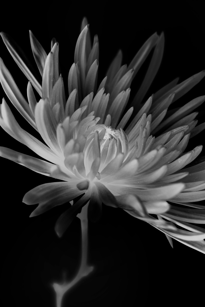 AL18590INBW